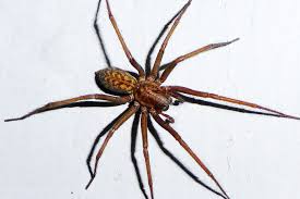 Image result for große winkelspinne biss haut reaktion