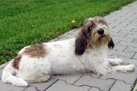 Image result for velký vendéeský hrubosrstý honič