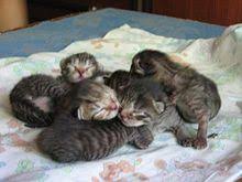 Whence modern french chaton (kitten). Wikipedia Kittens Wikipedia