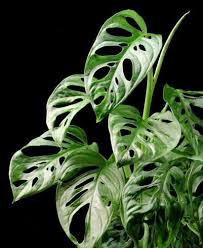 Monstera Friedrichsthalii Quot Swiss Cheese Vine Quot Easy To Grow Tropical Plant Houseplant Or Outdoors Plants Unusual Plants Philodendron Plant