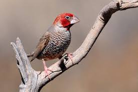 Finch Very Small Birds Of South Africa Red Headed Finch Paradise Finch Or Red Headed Weaver Angola Botswana Lesotho Namibia South Africa Zimbabwe Diamante De Gould Purpura