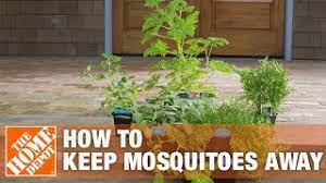 Here's another way to get rid of mosquitoes from coyote works: How To Get Rid Of Mosquitoes Using Mosquito Control Tips The Home Depot Youtube