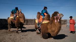 They can carry about 400 pounds and run up to 40 miles per hour. Behold Mongolia S Camel Beauty Contest Npr