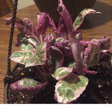 Because it's low growing, you can. Hemigraphis Alternata Snow White Snow White Waffle Plant In Gardentags Plant Encyclopedia