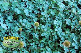 The nomenclature is very confusing on blue star creeper, but according to paghat, there are actually two different species that are frequently marketed under the same common name, one from australia and one from new zealand. Search Plants Stepable Creeping Perennials Drought Wise Plants Search By Plant Category Find The Right Plant For The Right Spot Search By Plant Name Search Plants By Hardiness Zone All Terrain Ground Covers Go Shopping Stepable Creeping