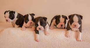 We are proud to offer you beautiful, healthy and quality purebred pug and boston terrier puppies. Boston Terrier Puppies Virginia Beach Pets Lovers