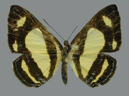 Image result for Nesaea pedroi