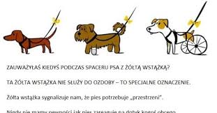Żółta wstążka przyczepiona do smyczy wcale nie musi być ozdobą. Szamponik Pl Zobacz Co Oznacza Zolta Wstazka U Psa