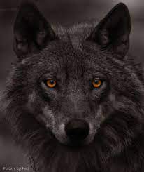 The Wolf Second Most Beautiful Animal In The World Animals Beautiful Wolf Eyes Wolf Love
