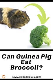 Pin On Guinea Pig Food