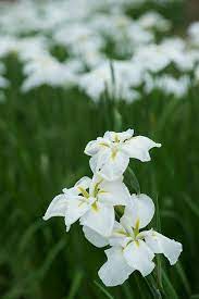 Japanese Iris White Iris Flowers White Flowers Showy Flowers