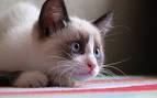 Available Snowshoe Kittens For Sale & Cats For Adoption