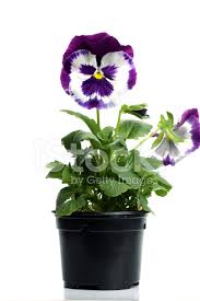 How to propagate violet odorata. Plastic Pots With Blue Purple Pansy Isolated Over White Stock Photos Freeimages Com