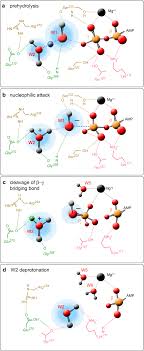 The heat released during atp hydrolysis by serca may vary from 10 up to 30 kcal/mol depending on the serca isoform used and on whether or not a ca(2+) gradient is formed across the membrane. Proposed Model Of Atp Hydrolysis Four Different Mechanistic Steps Are Download Scientific Diagram