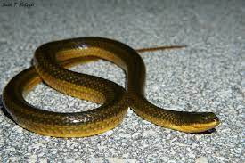 Brown water snake (nerodia taxispilota) rough green snake (opheodrys aestivus) pine snake (pituophis melanoleucus) striped crayfish snake (regina alleni) glossy crayfish snake (regina rigida) queen snake (regina septemvittata) pine woods snake (rhadinaea flavilata) black swamp snake (seminatrix pygaea) brown snake (storeria dekayi) Donald Mcknight Ar Twitter Found These Awesome Dorky Looking Striped Crayfish Snakes Liodytes Alleni In The Everglades Reptiles Wildlifephotography Https T Co 3btt0mqokw