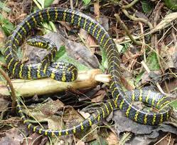 Boiga Dendrophila Divergens Reptiles Animals And Pets Snake