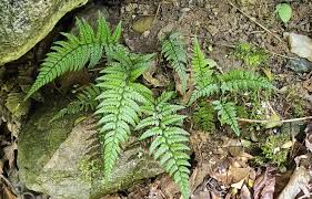 Image result for Dryopteridaceae