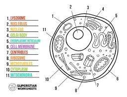 Animal Cell Worksheet Elementary In 2020 Cells Worksheet Animal Cells Worksheet Animal Cell