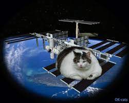 Houston Houston We Have A Problem A Fat Cat Is Going To Cat Gif Site