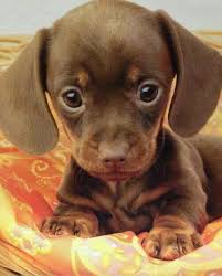 Halit Gun On Twitter Cute Animals Cute Baby Animals Cute Little Puppies