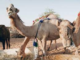 Felice jacka, professor of nutritional psychiatry and director of the food & mood centre at deakin university, focuses on links between diet she explains: Camels A Key Part Of Uae S Rich Heritage Uae Gulf News