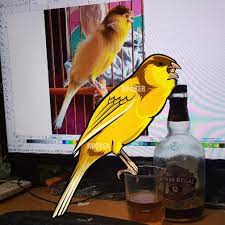Kenari yorkshire lokal ( ys lokal ). Logo Gambar Burung Kenari Kartun Crimealirik Page