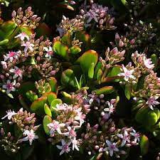 Dried, silk, foam or plastic flowers all offer a reliable alternative to fresh flowers. Crassula Ovata Pink Beauty At San Marcos Growers