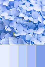 Check spelling or type a new query. Pastel Blue Hydrangea Colour Palette Print By Zoe Power Pastel Colour Palette Pastel Blue Color Hydrangea Colors