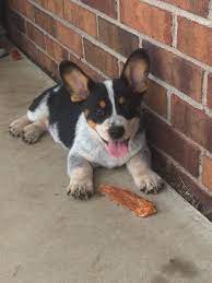 See puppy pictures, health information and reviews. Pin On It S Love