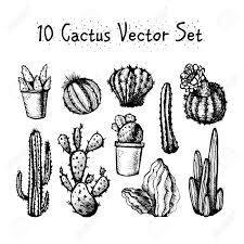Kanada, stan arizona, atrament, białe tło, biały. Hand Drawn Isolated Cactuses Set Cactus In Vintage Style For Royalty Free Cliparts Vectors And Stock Illustration Image 49189779