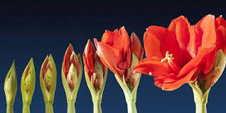 Amaryllis Plants For Fun Measurement Project Wise Owl Factory