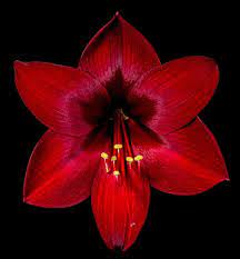Dark Red Amaryllis Open By Herbert Brautigam Photo 149471193 500px Red Amaryllis Amaryllis Red Flowers