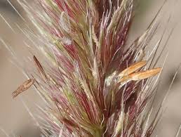 Image result for Cenchrus caudatus