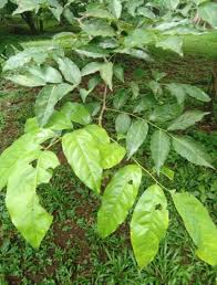 Image result for Pericopsis