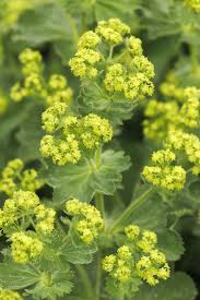 Image result for Alchemilla ellenbeckii