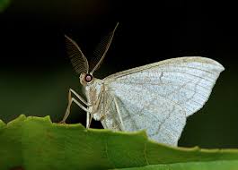 Image result for Timandra griseata