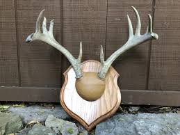 Hold For Dana Mounted Real Deer Antlers Vintage Wall Mount Etsy Vintage Walls Deer Antlers Man Cave Decor