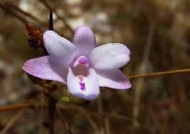 Image result for Polystachya dendrobiiflora
