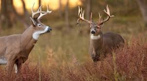 Whitetail Hunting Tips How To Use Deer Calls Scents And Decoys Whitetail Deer Hunting Whitetail Hunting Deer Calls