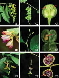 Image result for Polygalaceae