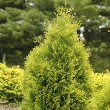 Maybe you would like to learn more about one of these? Thuja Polar Gold Buy Arborvitae Shrubs Online