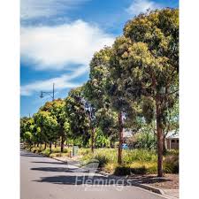 Image result for Isolepis costata