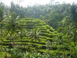 バリ島ビギナーのための観光スポットbest10 クタ ビーチ ウブド市場 タナ ロット寺院 キンタマーニ モンキーフォレスト ウルワツ寺院 テガララン ライステラス ゴア ガジャ バリ舞踊美術館 バリ島 観光スポット タナロット寺院