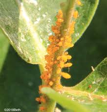 Contrary to what you posted, monarchs are not attracted to aphids on milkweed and seek aphids instead of the plant. Milkweed Aphids Nature Garden Life