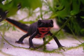 A Dream Of A Lifetime Say Hi To Sally Sullivan Reptiles Pet My Animal Animals