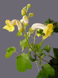 Image result for Amphilophium