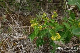 Image result for Vincetoxicum stenolobum