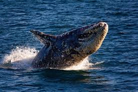 Birch Aquarium At Scripps Institution Of Oceanography Explore The Open Ocean In Search Of Gray Whales With Ocean Experts From Birch Aquarium At Scripps Institution Of Oceanography And Boo Whale Watching Cruise Birch Aquarium Whale Watching Tours