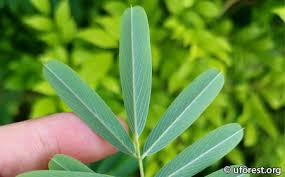 Image result for Tephrosia noctiflora