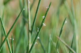 Image result for Hainardia